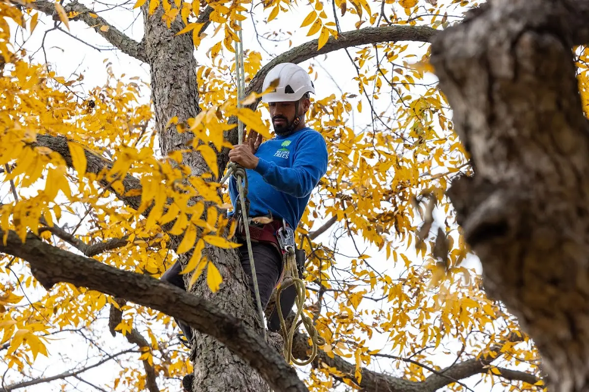 Skilled Tree Pruning crew working in Effingham